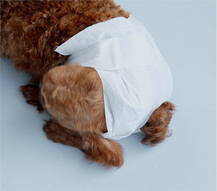 Подгузник для женских собак с отверстием для хвоста